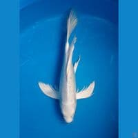 KUMPAY PLATINUM 36CM FEMALE