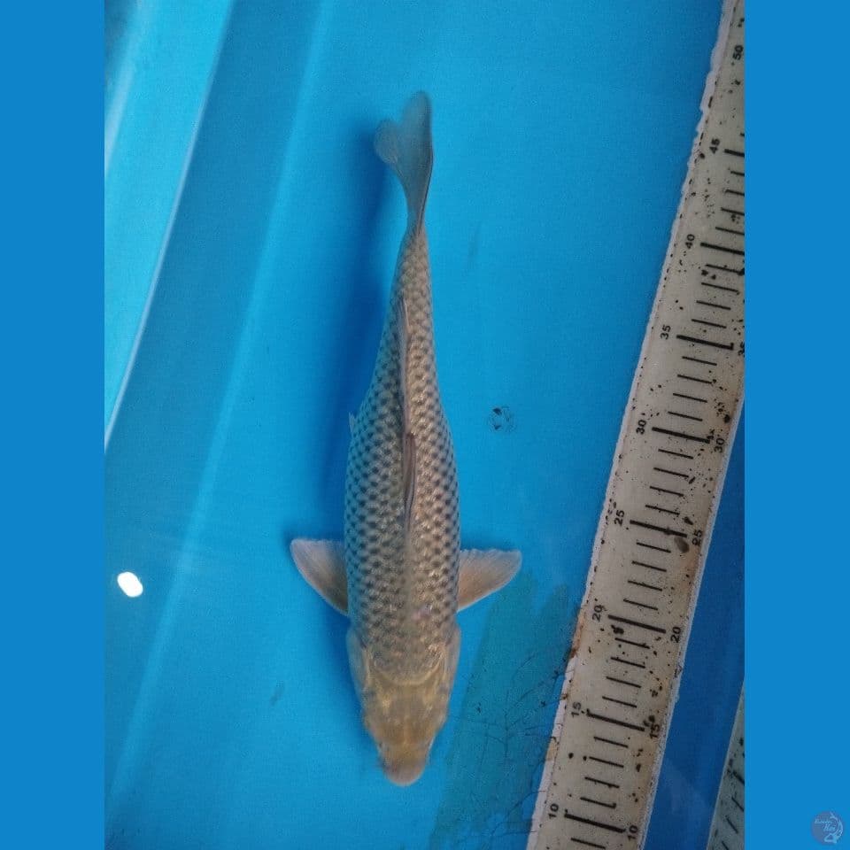 soragoi 32cm