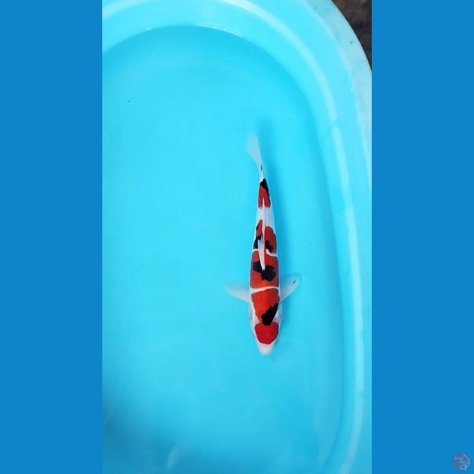 sanke doitsu 38cm