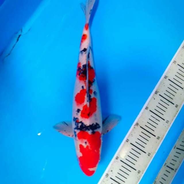 Sanke 44 cm
