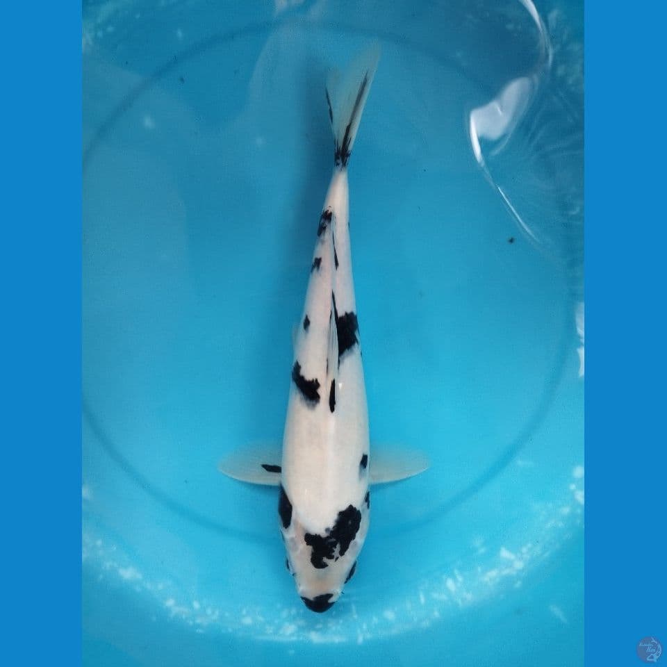 shiro putih bersih jantan