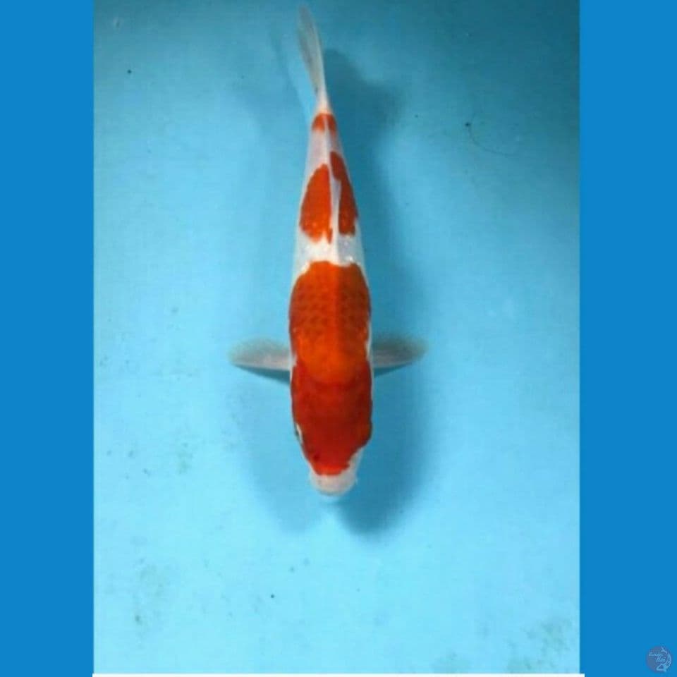 kohaku 25cm