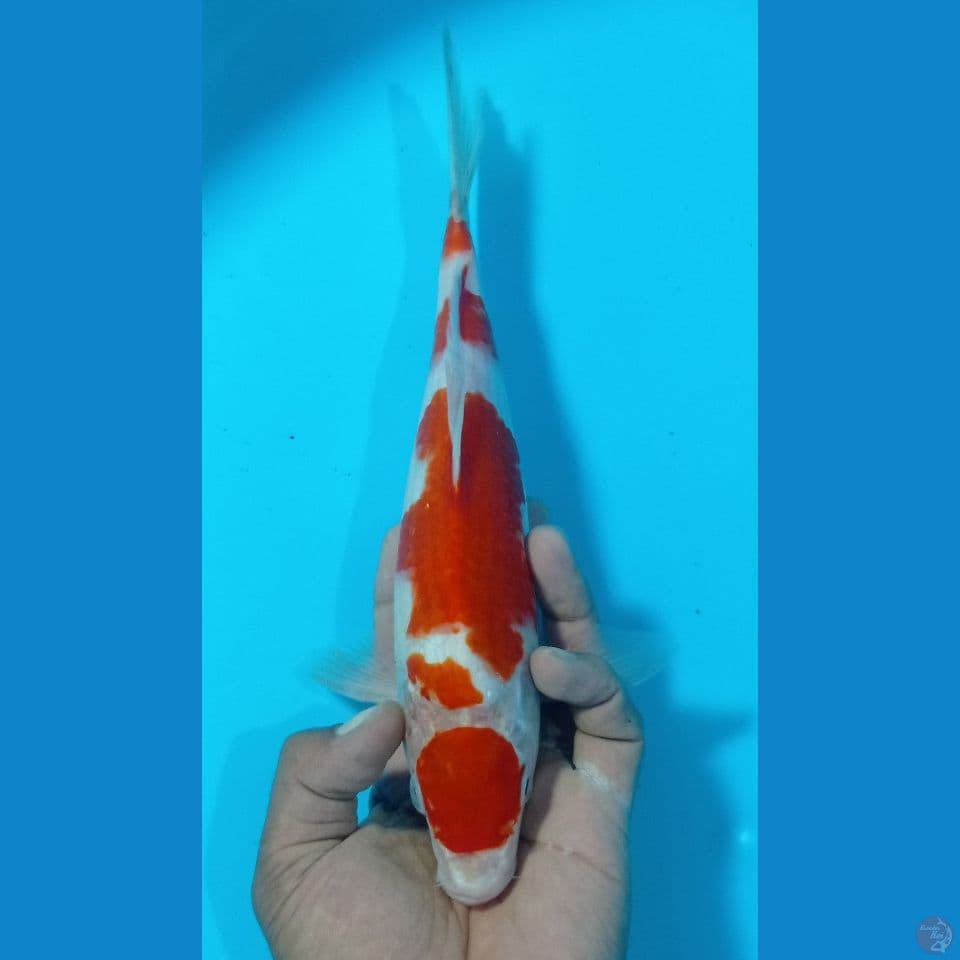 KOHAKU 31