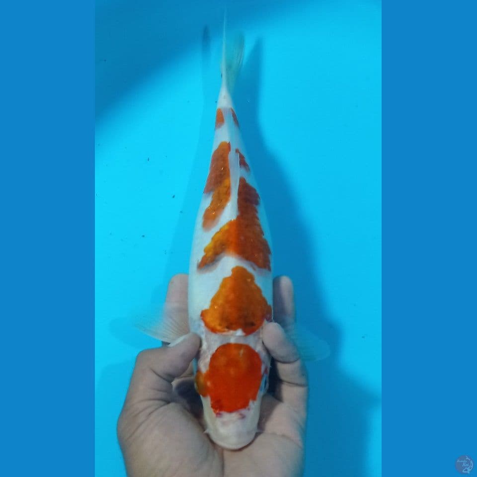 AI GOROMO 37