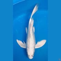 KUMPAI PLATINUM GINDRIN 31cm MALE