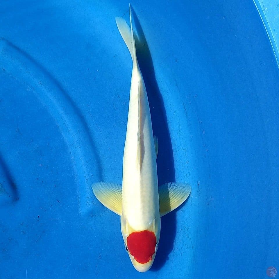 FULL MOON TANCHO 42CM MALE
