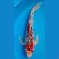 KUMPAI GHOSIKI 36CM MALE