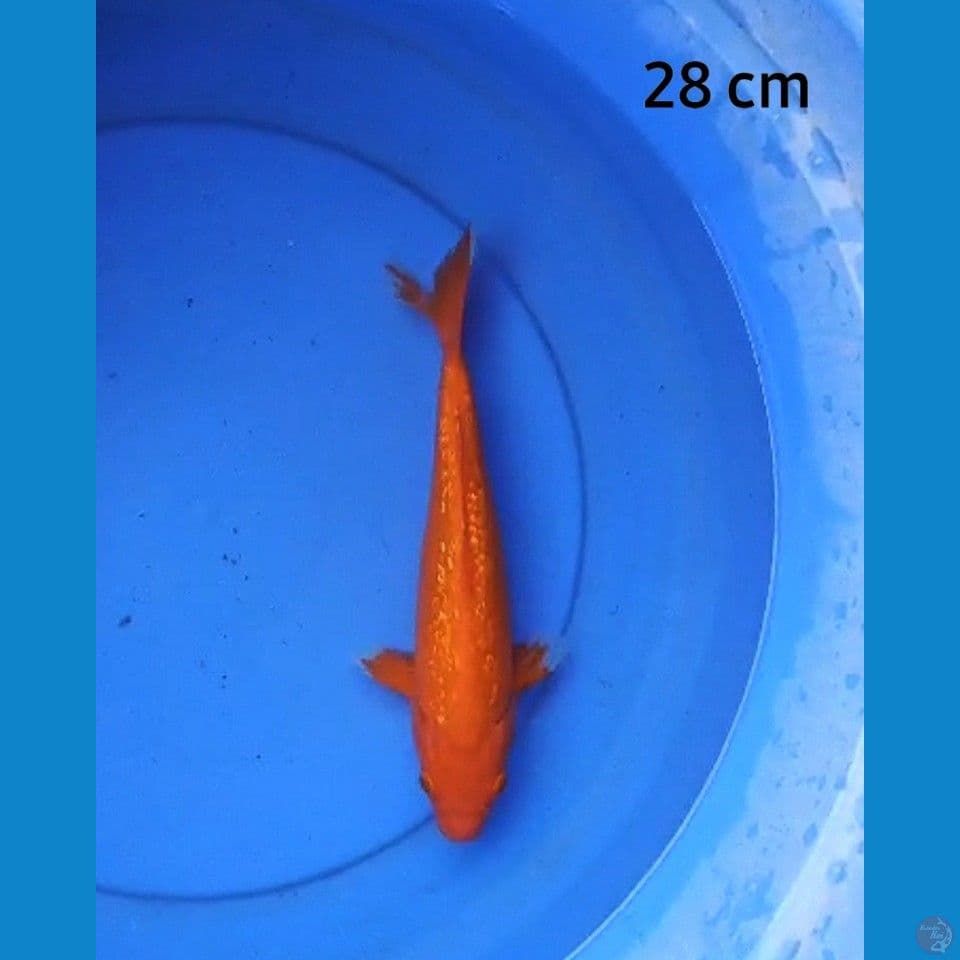 Aka hajiro ginrin strong 28 cm
