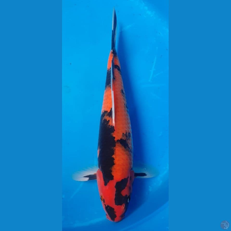 HISHOWA 37CM MALE
