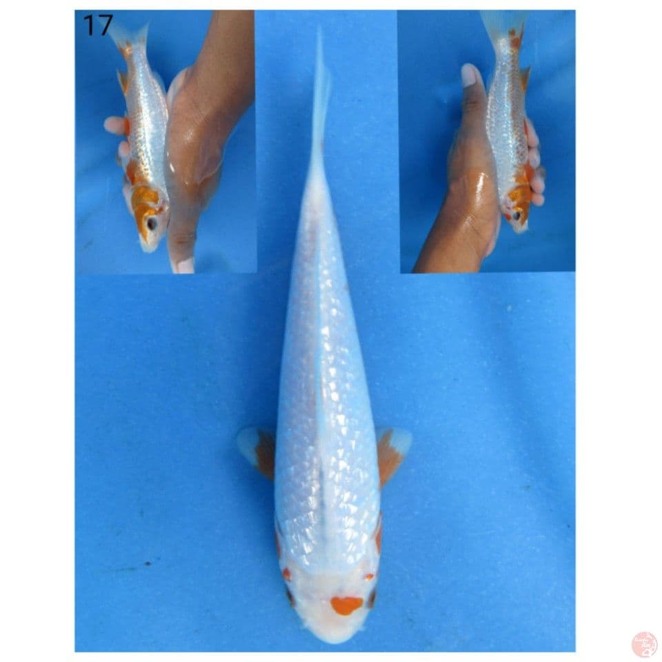 17cm, Yuki quality