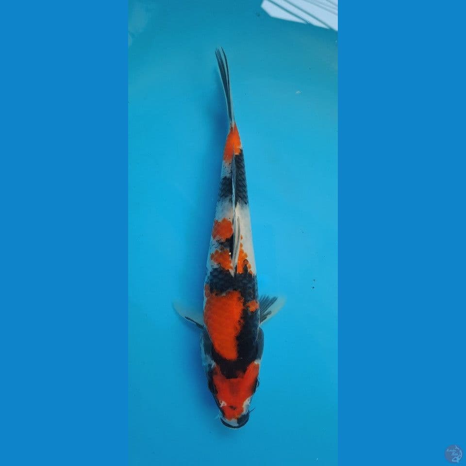 showa 27cm