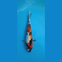 sbowa Ginrin 25 cm