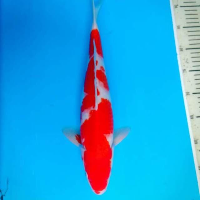 Kohaku 40 cm