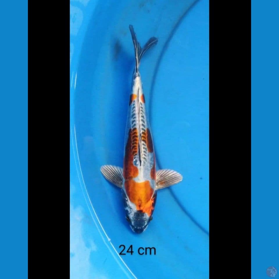 Kiko 24 cm