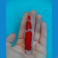 SQ kohaku istimewa 15bu