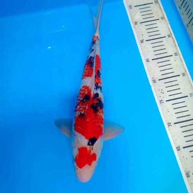 Sanke 40 cm