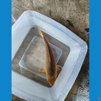 Caramelo '20cm