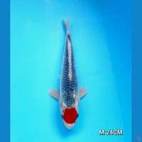 tc goshiki original male 24cm