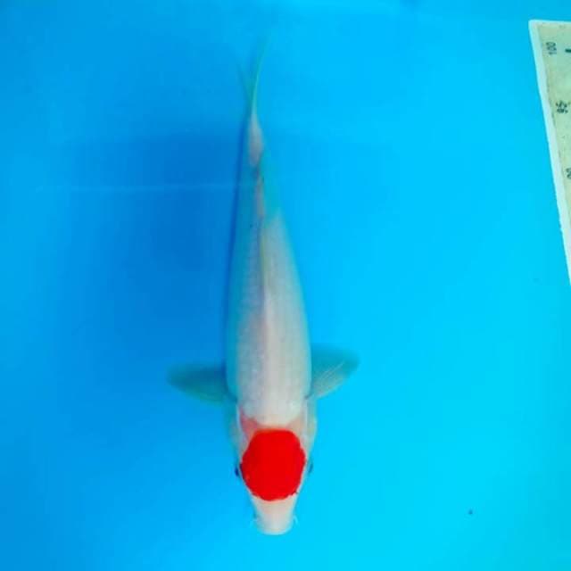 Tancho kohaku