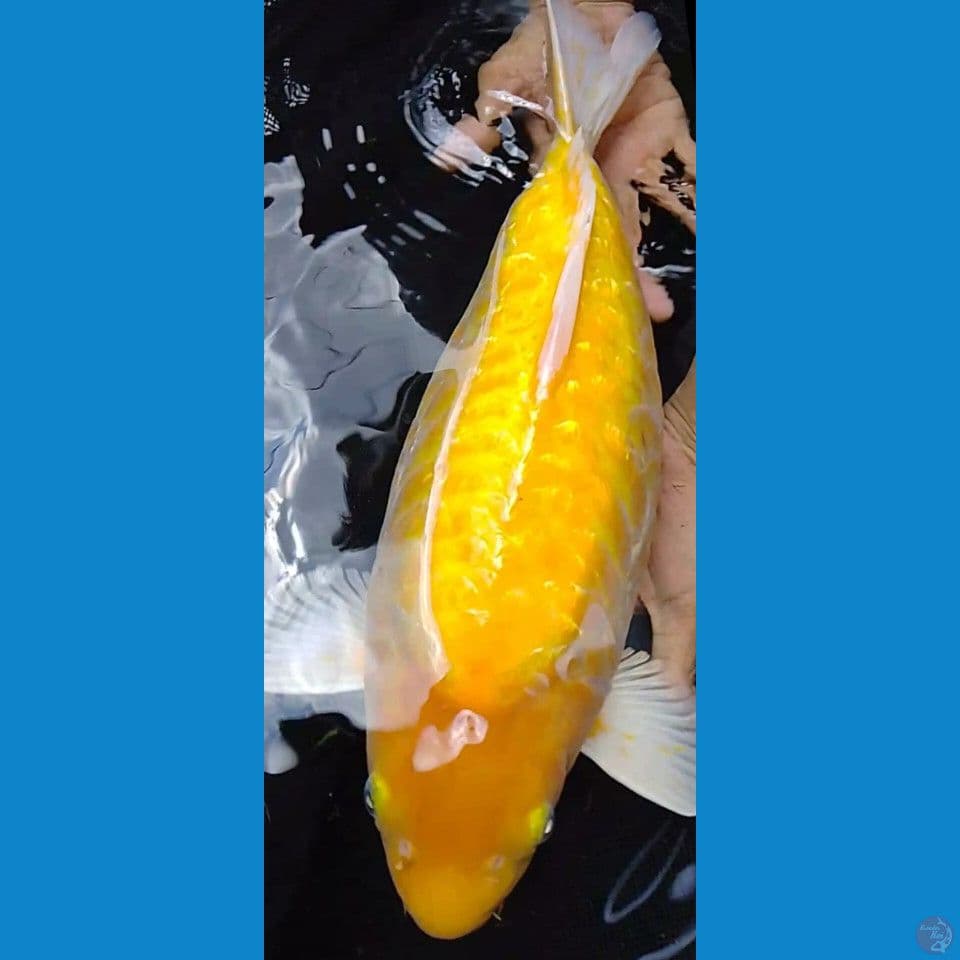 koi SHORTBODY JUMBO body tebal