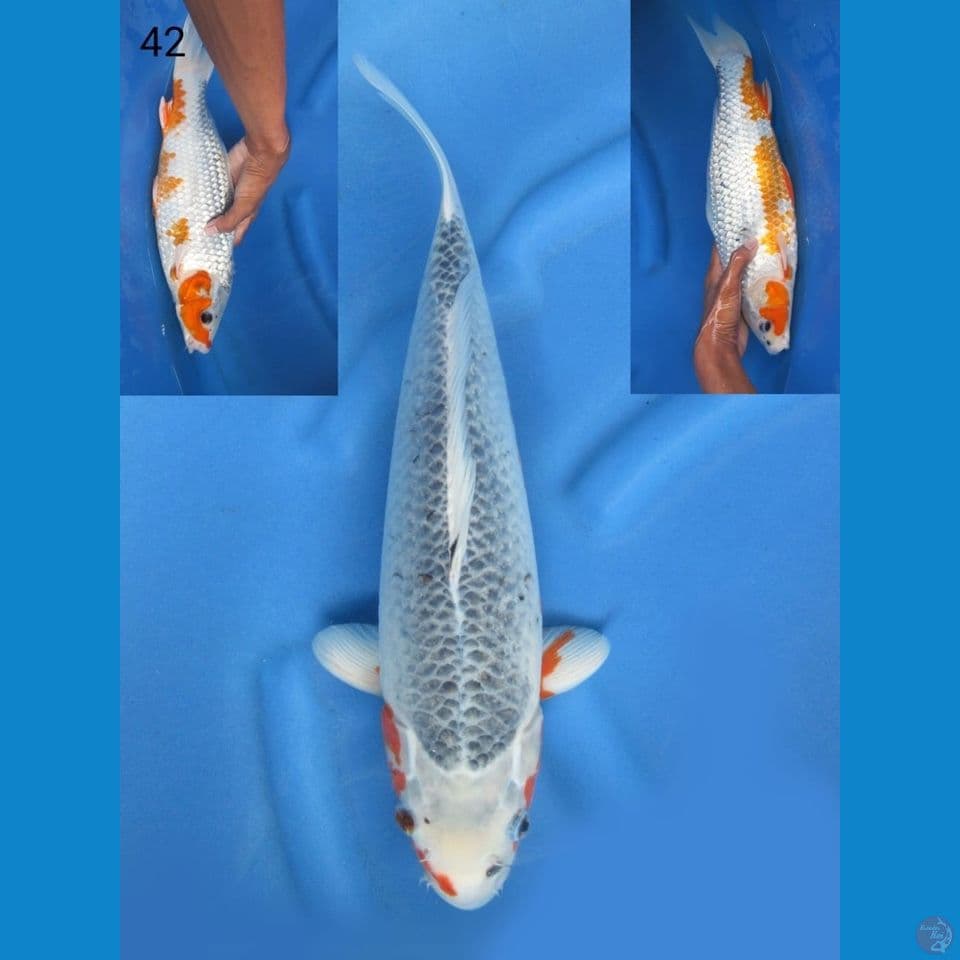 42cm - Jumbo asagi 