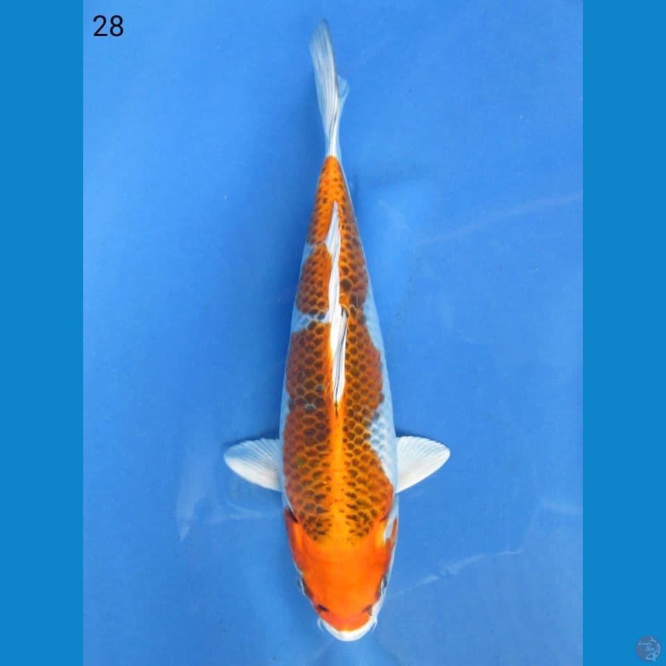 28cm - Kujaku