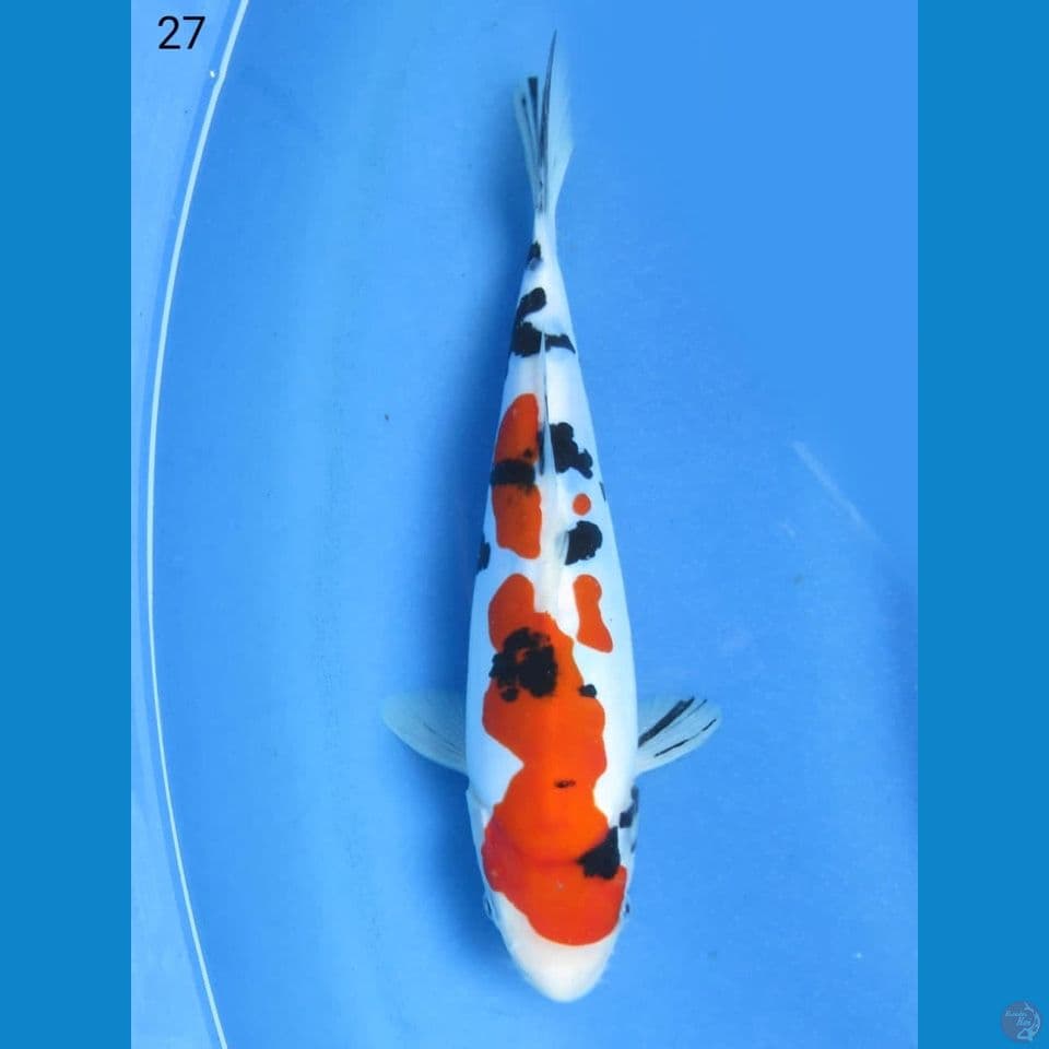 27cm - Sanke Doitsu Murni