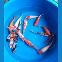 mix 15ekor 17-23cm