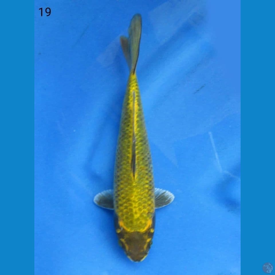 19cm - Gold mukasi langka