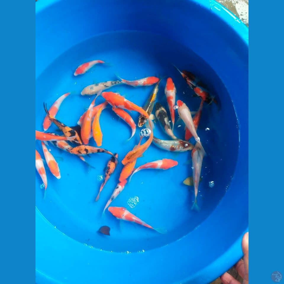 mix30ekor 13-23cm