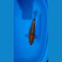 ochiba 33cm