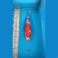 kohaku 31cm f