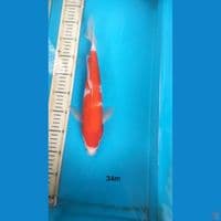 kohaku 34cm m