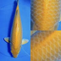 KARASI MATA MERAH breeder MADINA AZIZ