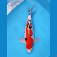~SANKE 40CM MALE~