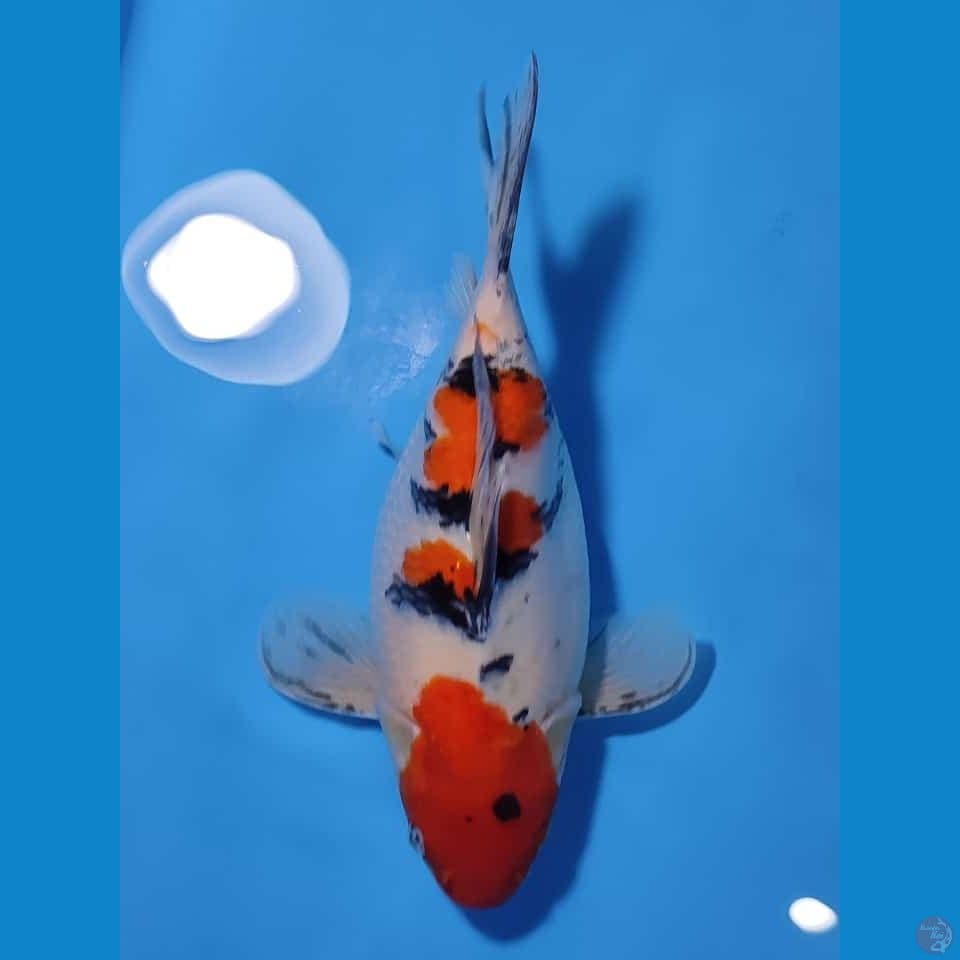 ~SHORT BODY SANKE 33CM FEMALE~