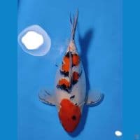 ~SHORT BODY SANKE 33CM FEMALE~