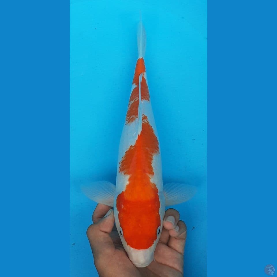 INAZUMA 34CM(FEMALE)