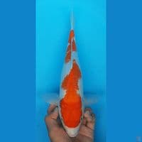INAZUMA 34CM(FEMALE)