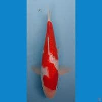 KOHAKU GINDRIN 27cm(MALE)