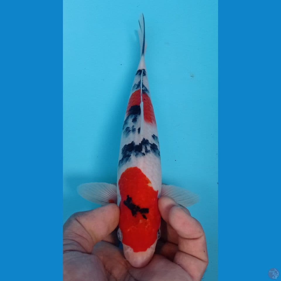 SANKE 25CM