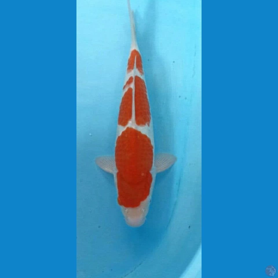 Kohaku 33cm