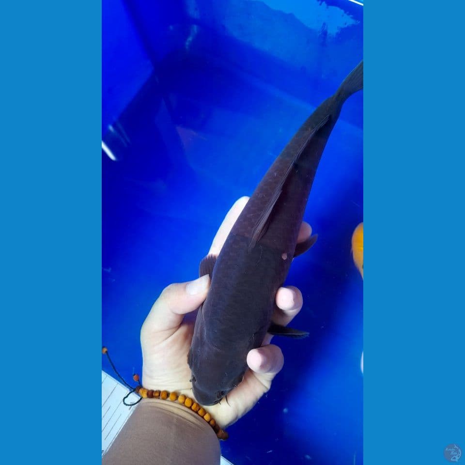 25cm amel coklat