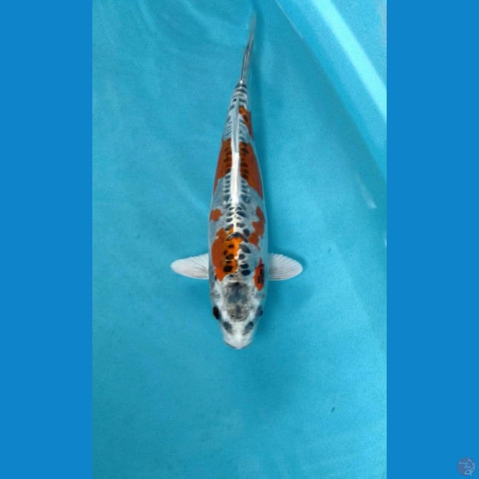 kiko 30cm