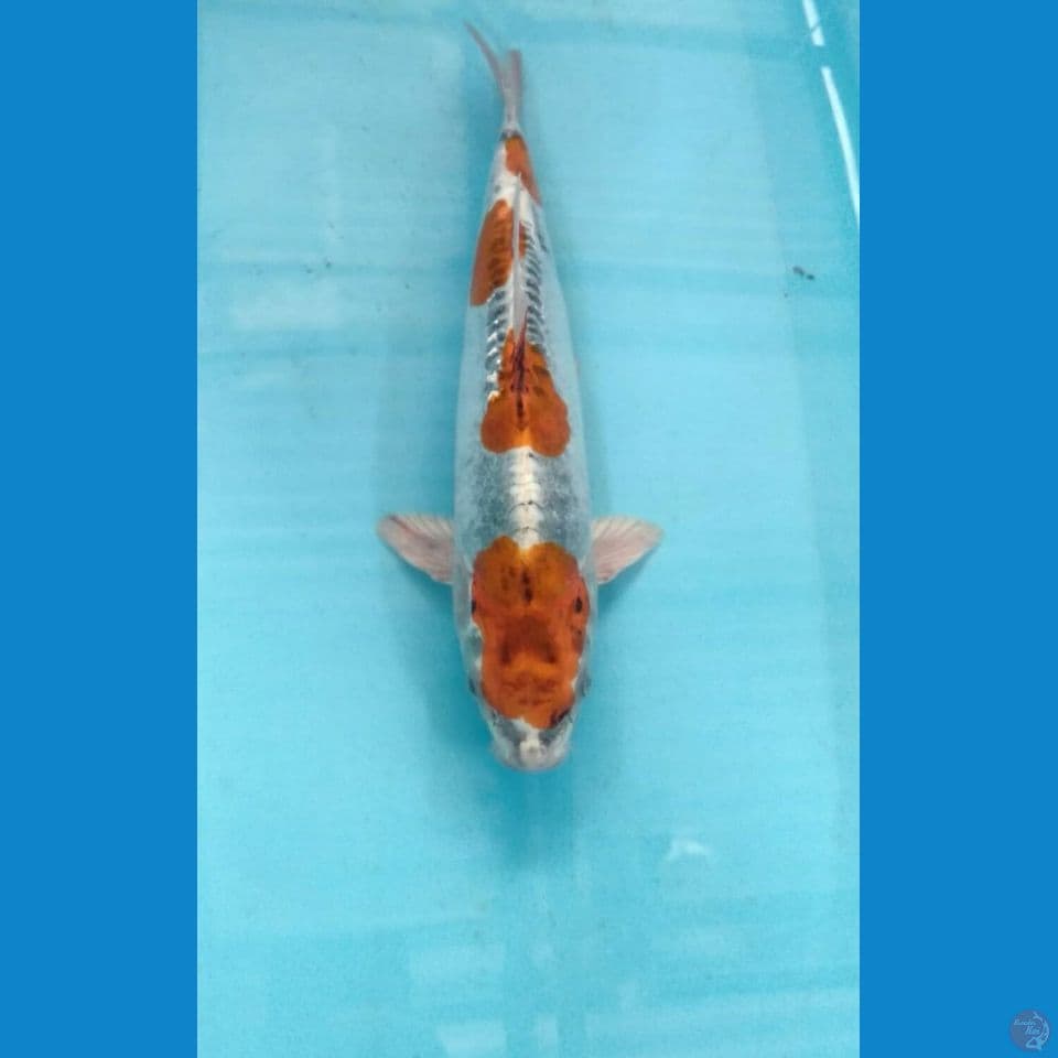 beni kiko 32cm