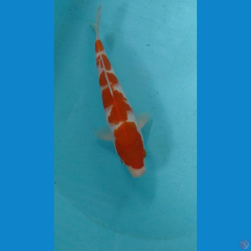 kohaku 25cm
