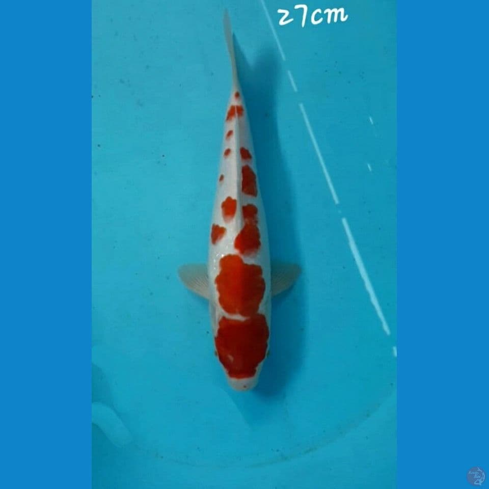 Kohaku 27cm