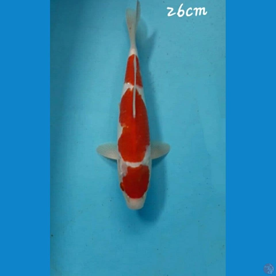 Kohaku 26cm
