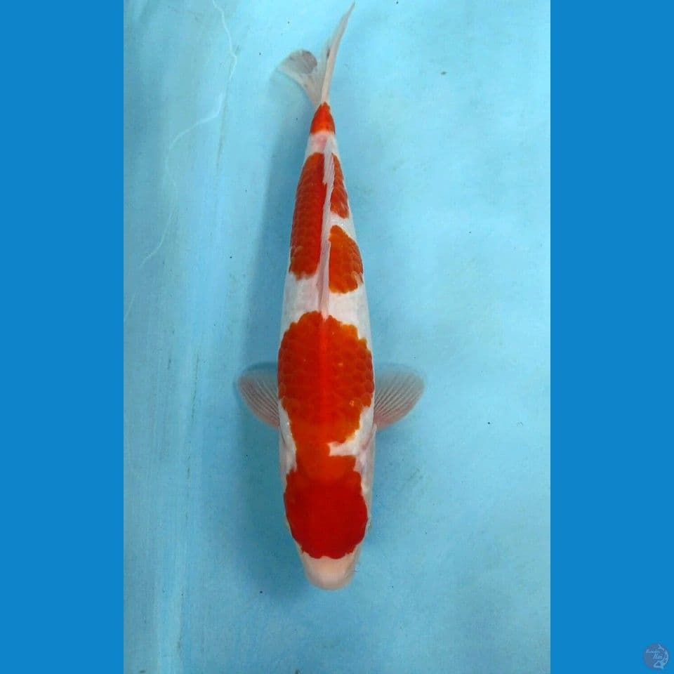 kohaku, 34 cm