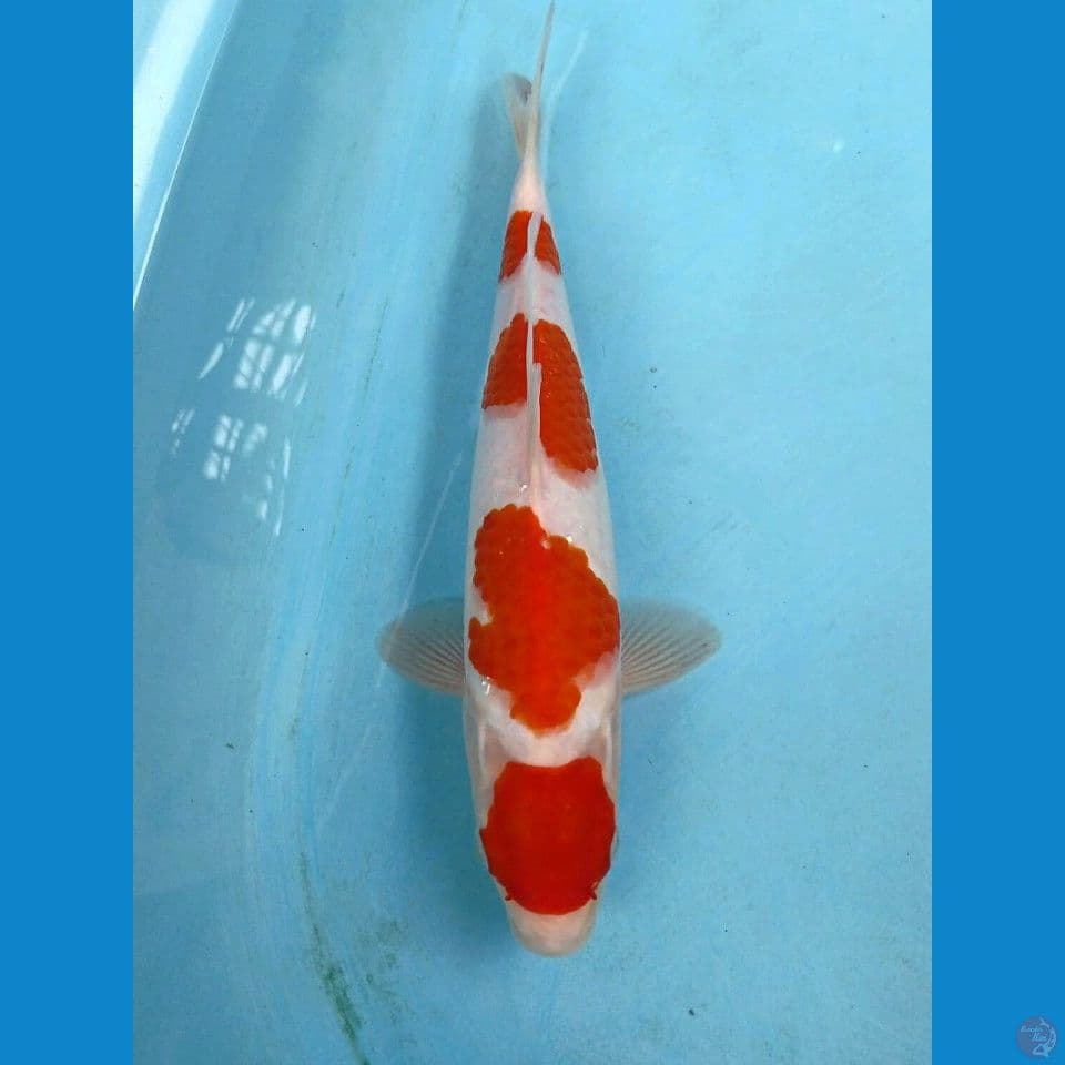 maruten kohaku, 31 cm